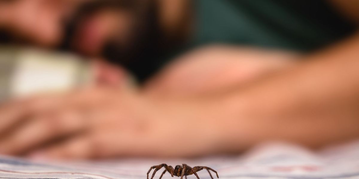 Comment atténuer les effets des piqûres d'araignée