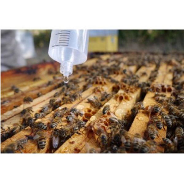 OXYBEE - Traitement de la Varroase des Abeilles Due à Verroa Destructor