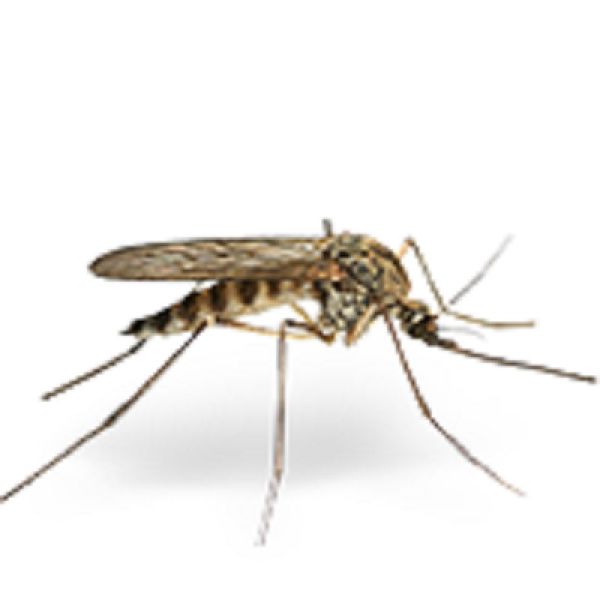 Cinq sur Cinq Tropic Lotion anti-moustiques 75ml gestion des insectes